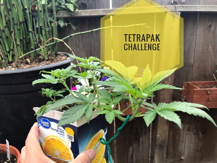 Growing weed in a #tetrapak. Just because you can and it’s a fun challenge on #smokeio.

“#TetraPak Challenge, Santa's Kandy”

smoke.io/grow/@saladbow…
