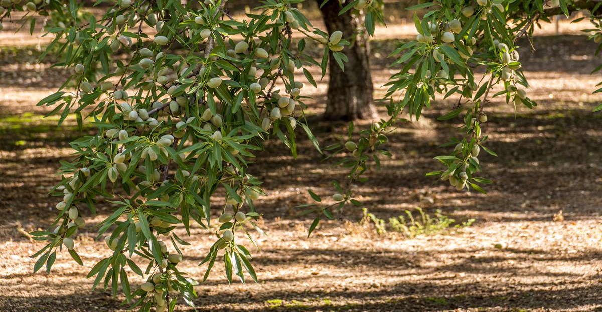 Record breaking almond crop expected - “this year's crop could be higher than ever given the near-perfect weather during bloom” buff.ly/2ZSckr8