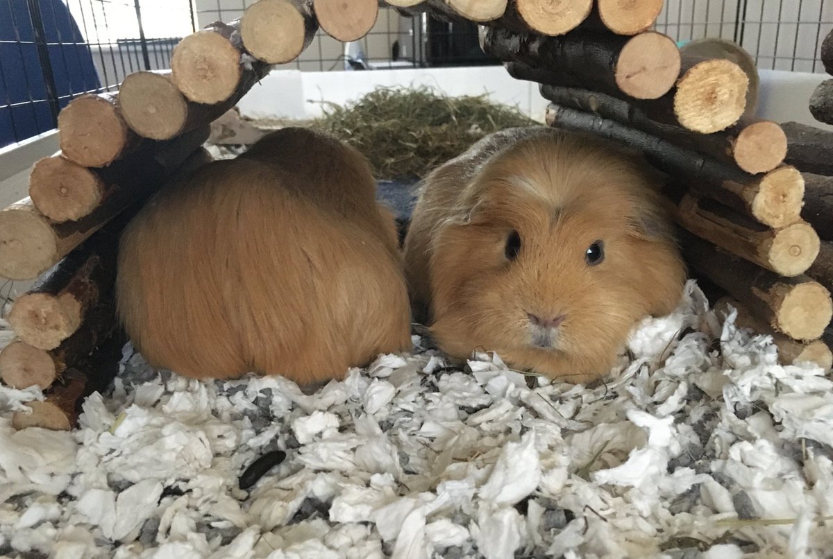 TuftyPiggie's tweet photo. Front and back... #goldenmischief #fluffycheeks #brothersandbridges #logclub https://t.co/5ryXTLAsBa