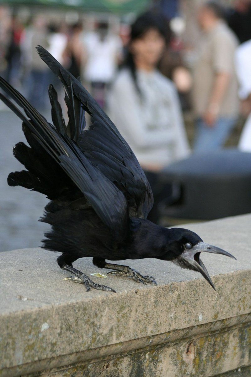 CorvidsDaily's tweet photo. good afternoon y'all

(photo by alutzza on deviant art https://t.co/3z4LWJjkWq) https://t.co/wIJSNPBScw