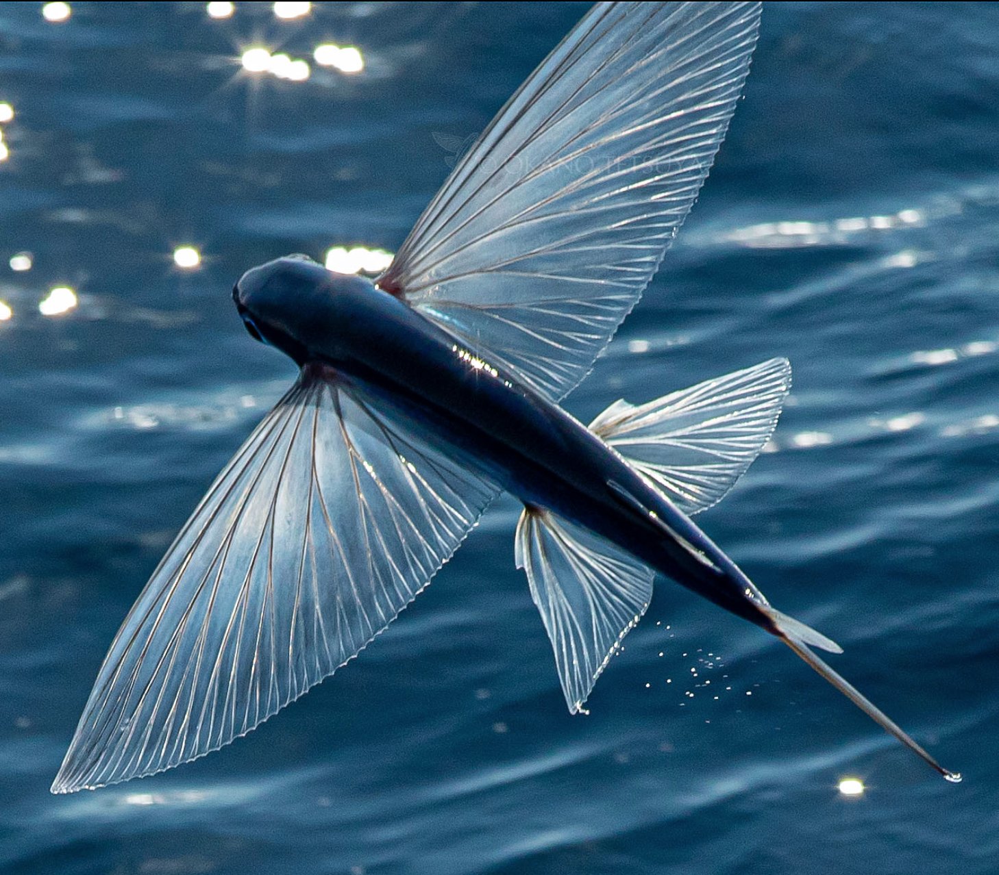 High Seas Science on X: WOW! Look at the STUNNING pattern in this