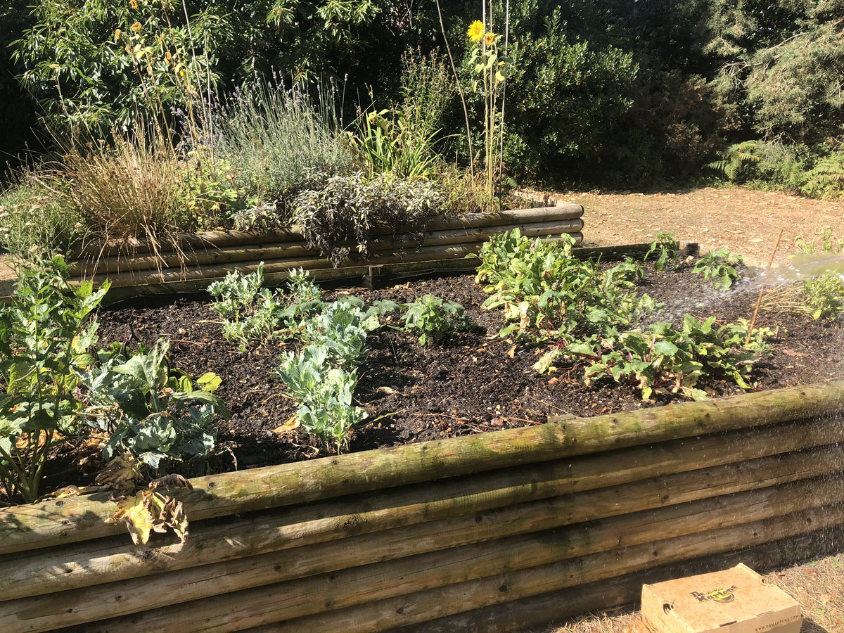 SpaceGrowth's tweet photo. We got out and watered all our lovely plants this week, including our baby fruit trees! Getting the hose out made it much easier 💦🌿🌻 #gardening #mentalhealth #sunflower #therapy #mindful #nature https://t.co/i5mQxrLgqS