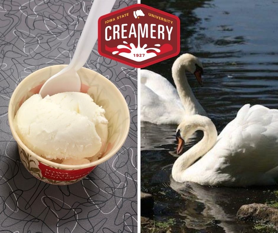 IAStateFSHN's tweet photo. GRAND OPENING! The ISU Creamery opens August 21!  Each day we will feature one of their unique ISU flavors. Today is TWO SWANS. This vanilla ice cream recognizes the original Lancelot and Elaine, a pair of swans who inhabit Lake LaVerne.  https://t.co/glNiZYhC5t
#isucreamery https://t.co/9GSYriQMp5