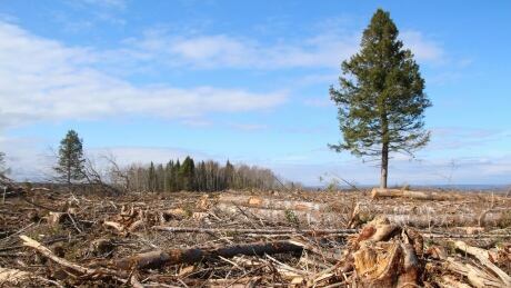 CBCNS's tweet photo. 2 years after Lahey Report, advocates say very little has changed in N.S. forests https://t.co/BFweUis7Ub https://t.co/Hmgo4K7tO9