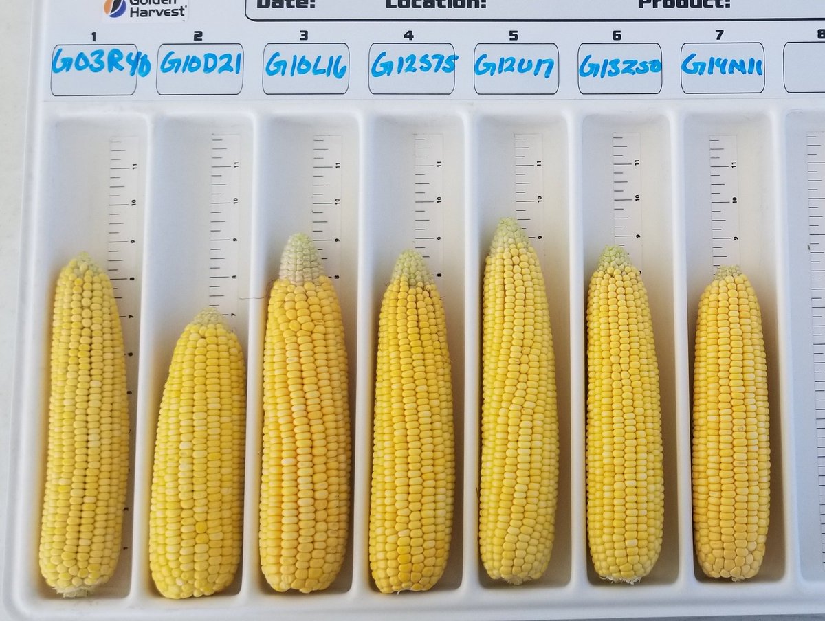 BurtchSeed's tweet photo. Today's discussion at our 1 on 1 plot tours. @GldnHarvest #wedoseed #goldenharvest https://t.co/LjfE0NadHy