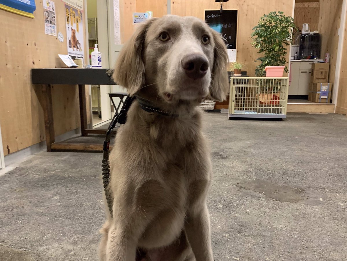 せとうちドッグパーク 一般社団法人せとうち保護犬猫の里 Twitterissa 2度目のシャンプーご利用頂いた バロンちゃん ふっわふわになりました 岡山 ドッグラン 貸切 セルフシャンプー オゾンペットシャワー せとうちドッグパーク 一般社団法人せとうち保護犬猫の里 Twitterissa 2度目のシャンプーご利用頂いた バロンちゃん ふっわふわになりました 岡山 ドッグラン 貸切 セルフシャンプー オゾンペットシャワー