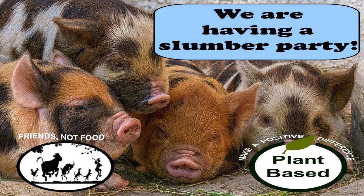 animalsoutloud's tweet photo. #friendsnotfood #slumberparty #sleepoverparty #zzz #sleepover #sleepovers #sleepers #dreamingofyou #dreamers #alltogether #sleepoverfun #friendsforlife #friends #friendslove #Cuddles #love #baconbacon #baconbaconbacon #baconlover #sausagesofinstagram #sausagesandwich #ham #pork https://t.co/bYg0y0EMj7