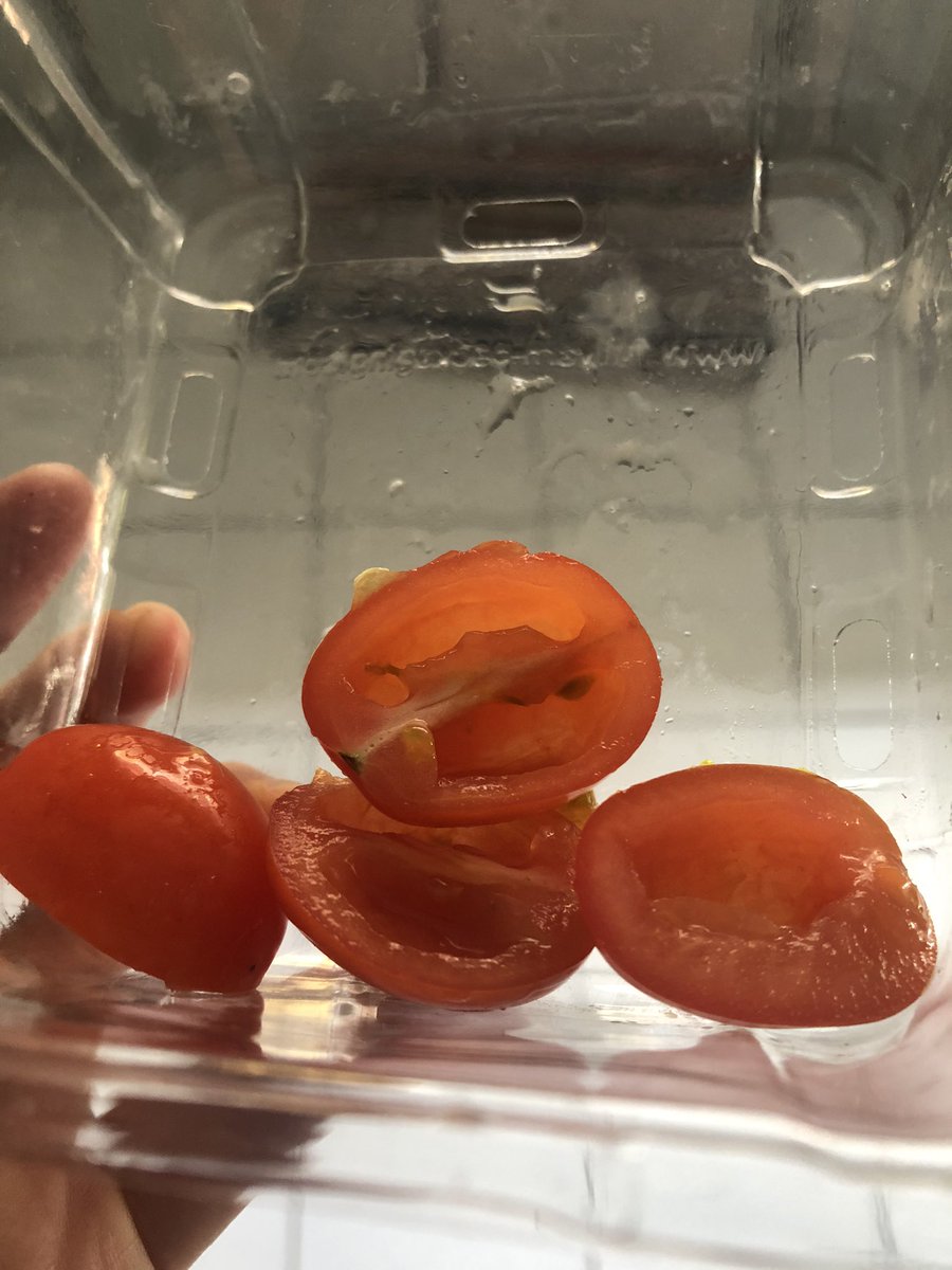 Quyenii3's tweet photo. When your dad steals the seeds from your cherry tomatoes to plant them and leave them lookin like dis 😔 https://t.co/Zlsg9XzrOl