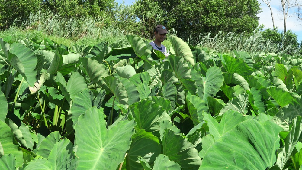 University of Hawaii at Hilo (@uhhilo) on Twitter photo 🧬Research published: Researchers from <a href="/UHHilo/">University of Hawaii at Hilo</a>, <a href="/uhmanoa/">University of Hawaii at Manoa</a>, <a href="/UTKnoxville/">UT Knoxville</a> and <a href="/USDA/">Dept. of Agriculture</a> have generated a high-quality genome assembly for taro, the first genome assembly of taro associated with genes that underpin resistance to taro leaf blight.
➡️go.hawaii.edu/3xa <a href="/mhshintaku/">Mike Shintaku</a> 🧬Research published: Researchers from <a href="/UHHilo/">University of Hawaii at Hilo</a>, <a href="/uhmanoa/">University of Hawaii at Manoa</a>, <a href="/UTKnoxville/">UT Knoxville</a> and <a href="/USDA/">Dept. of Agriculture</a> have generated a high-quality genome assembly for taro, the first genome assembly of taro associated with genes that underpin resistance to taro leaf blight.
➡️go.hawaii.edu/3xa <a href="/mhshintaku/">Mike Shintaku</a>