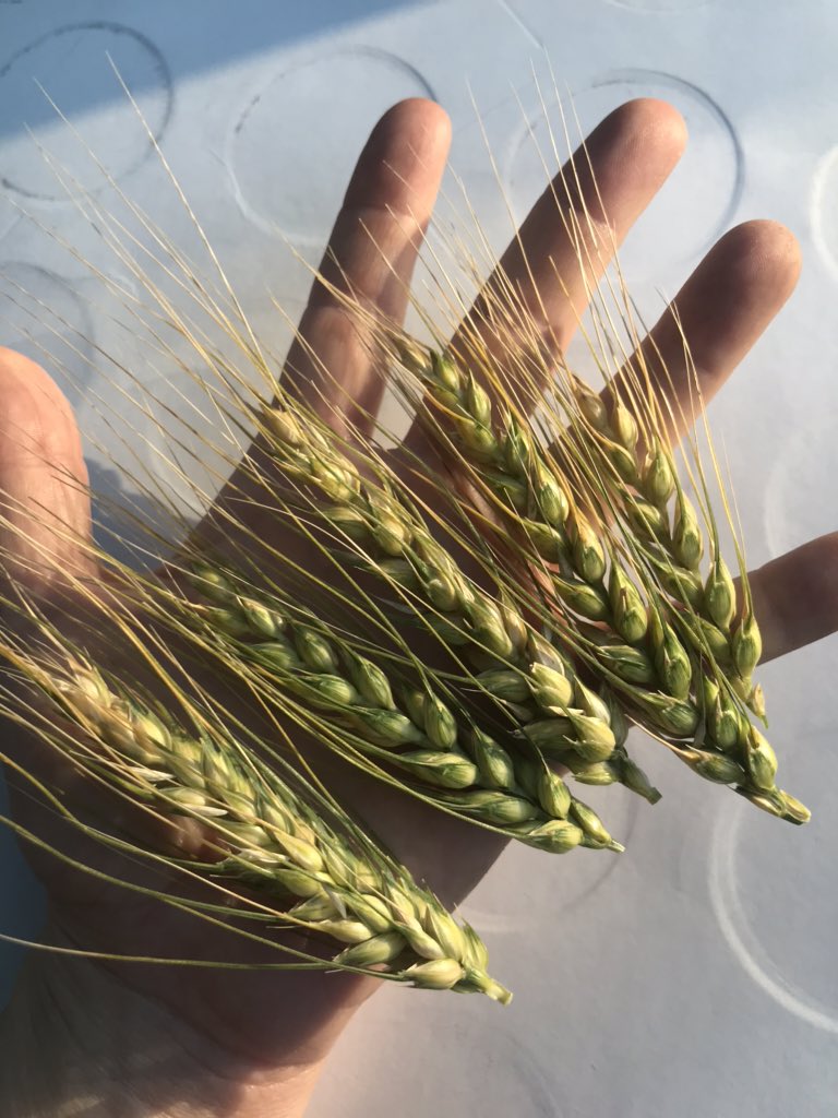 Araelya's tweet photo. Not the size of Aussie heads yet, but pretty happy heading to harvest. #ayecaramba #canadianwheat #samescoutsamesmallhands #classybackground https://t.co/uL65MhQjEg