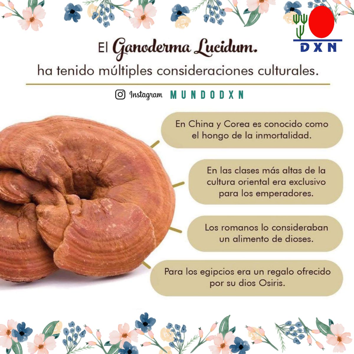 MUNDO_DXN's tweet photo. EL Ganoderma Lucidum ha sido considerado por los chinos como el “Rey Milagroso de las Hierbas”, ya que el Ganoderma puede mejorar la capacidad de curarse del organismo, mantener un cuerpo sano y promover la longevidad.
 #dxn #ganoderma #compartesalud #dxnproducts #productosdxn https://t.co/VvLnkLHqPZ