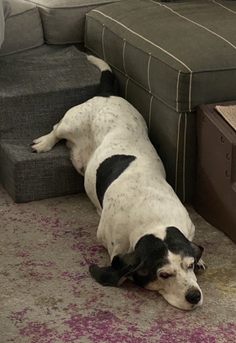 FionaBuzzword's tweet photo. There are really no words for this picture. Fiona was just too dang lazy to go down that last step 🥱🤣😂 https://t.co/ghlQ3yzmi9