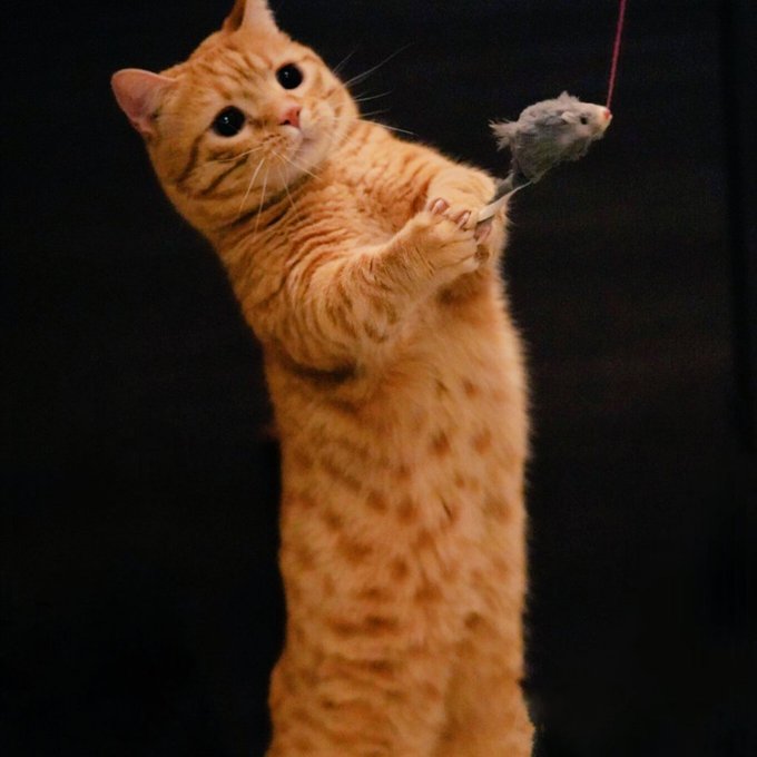 こんぺいくんのtwitterイラスト検索結果 こんぺいくんのtwitterイラスト検索結果