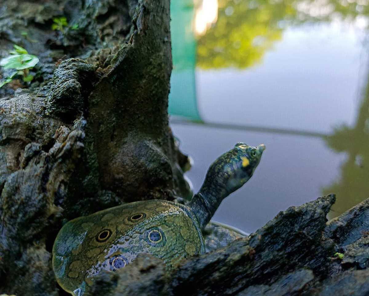 TurtleSurvival's tweet photo. A Historic Event in India!

Today, a historic event was witnessed with the relocation of 25 hatchling Black Softshell Turtles from the Nagshankar Temple to a grow-out facility at our @TSAINDIAPROG ’s Nature Discovery Centre in Assam, India. This marks the first time... https://t.co/zgs3zQqNIs