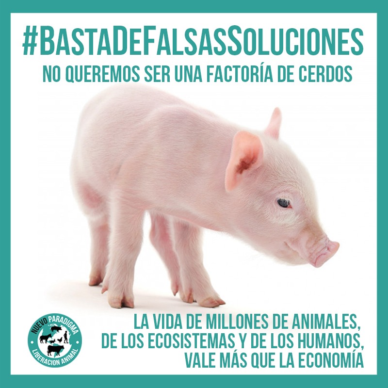 PatoCampolieti's tweet photo. .@AgriculturaAR #NoQueremosGranjasDeCerdosParaChina En Argentina. 
No queremos más este sistema que promueve el uso de agrotóxicos.
No queremos ser un epicentro de pandemias.
#BASTADEFALSASSOLUCIONES
#SoberaniaAlimentaria #TransiciónAlimentariaYa https://t.co/qJR957gbIR