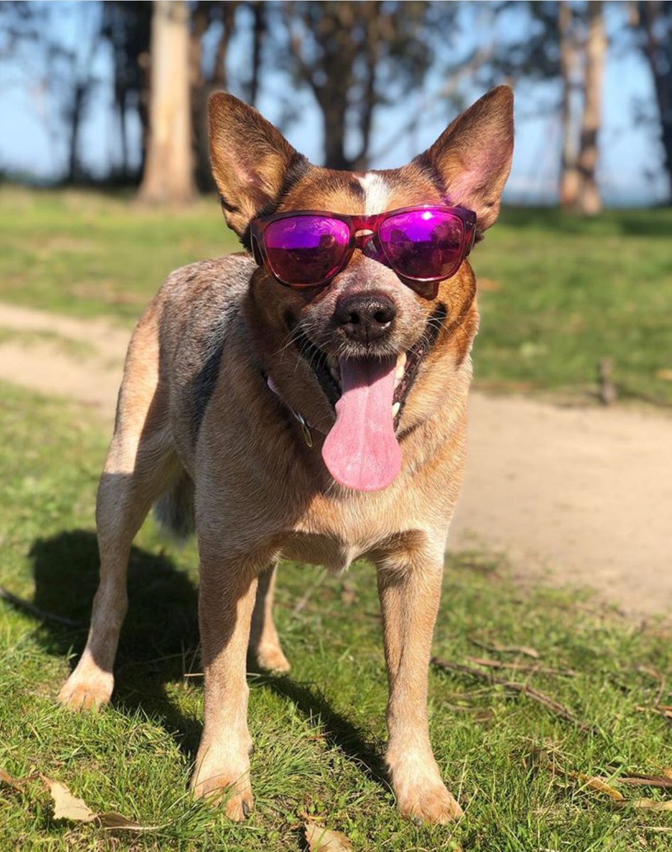 adamrebellion's tweet photo. My best friend died in my arms today... sheba_the_red_heeler You will be missed #redhealer #redhealersofinstagram #australiancattledog #mansbestfriend #dogsofinstagram #doglife #doglovers #dogstagram #dogoftheday #dog #dogsoftwitter https://t.co/7YVZEytSGF