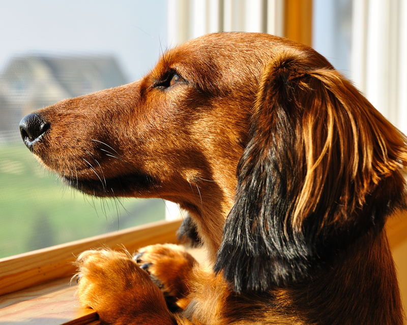 New and changing back to school routines are not just difficult for us...Tomlyn Relax &amp; Calm can help make life changes easier on our four-legged household members. Keep your pets in mind 💚

tomlyn.com/dogs/calming-a… 
tomlyn.com/cats/calming-a…