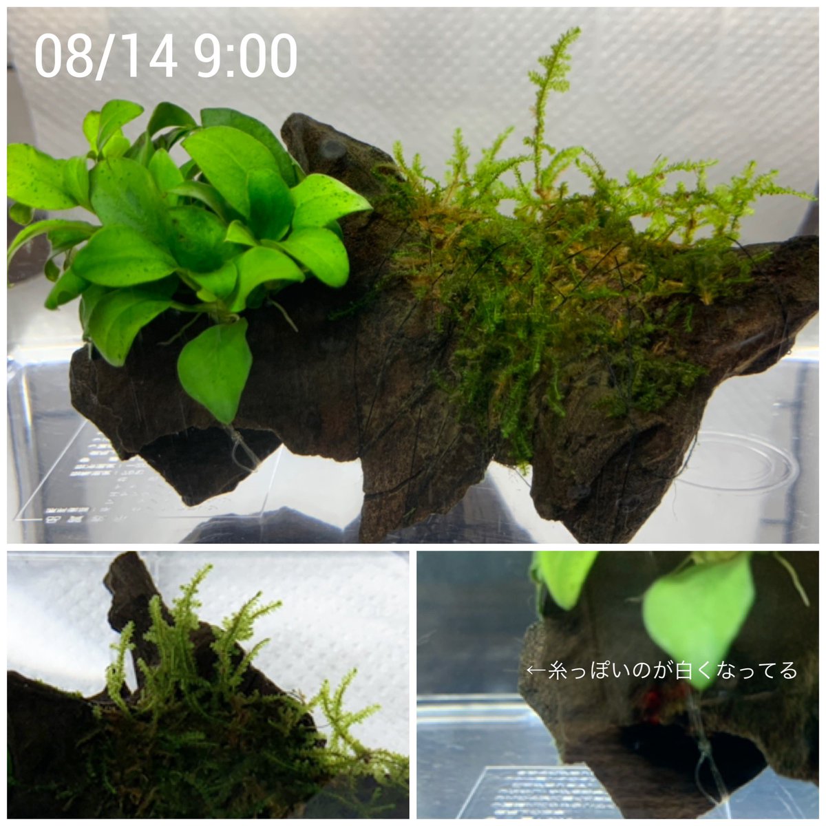 郁 アクアリウム あるサイトを参考に キッチンハイターを薄めた水に3秒つけて カルキ抜きした水でジャバジャバ を2回くらいしてみた 今はカルキ抜きした水につけてる これ水槽に戻していいのかな そして置いてた場所の隣の流木のウィローモスにもコケが 郁 アクアリウム あるサイトを参考に キッチンハイターを薄めた水に3秒つけて カルキ抜きした水でジャバジャバ を2回くらいしてみた 今はカルキ抜きした水につけてる これ水槽に戻していいのかな そして置いてた場所の隣の流木のウィローモスにもコケが