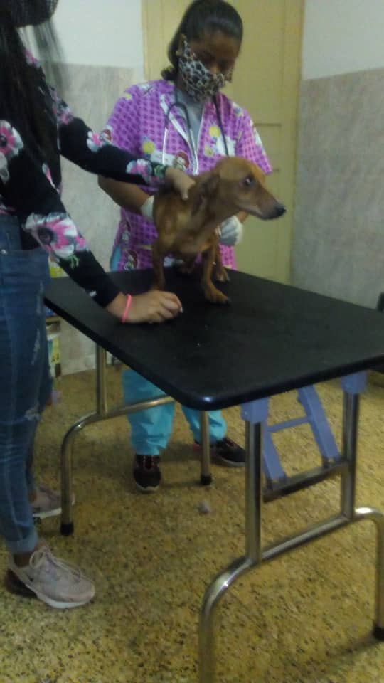 SomosNevado's tweet photo. En el CVI Guaicaipuro del estado #Miranda el día de hoy se atendieron 15 animalitos en diferentes patologías, entre ellas: Otohematoma, obstrucción salival,  dermatitis,  tumor en testículos, mordedura , acceso en boca, miasis y envenenamiento.
#QuedateEnCasa https://t.co/JUo9DiCRcr