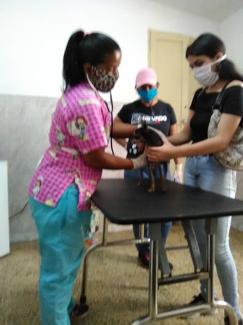 SomosNevado's tweet photo. En el CVI Guaicaipuro del estado #Miranda el día de hoy se atendieron 15 animalitos en diferentes patologías, entre ellas: Otohematoma, obstrucción salival,  dermatitis,  tumor en testículos, mordedura , acceso en boca, miasis y envenenamiento.
#QuedateEnCasa https://t.co/JUo9DiCRcr