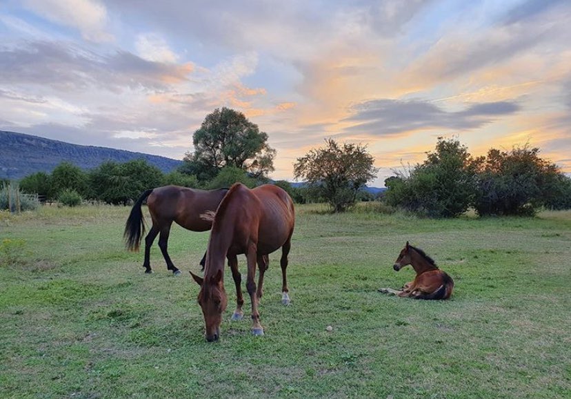 Con este atardecer soriano, capturado maravillosamente por <a href="/etronchoni/">Encarna Tronchoni</a>, os deseamos feliz noche, #Igers. ¡Gracias por compartirlo en #igersspain, Encarna!