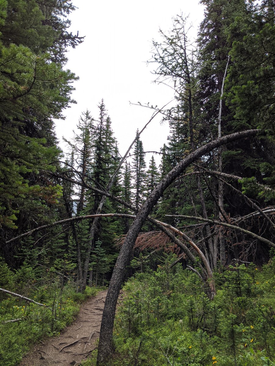 Today's hike was a failure. I got lost twice, once climbing a steep trail until I hit a rock face, then once down to the bottom of a valley- so I had to go up hill both ways to get out. Never made it where I was going. I did see a spruce grouse though, so win? #MentalHealthHikes