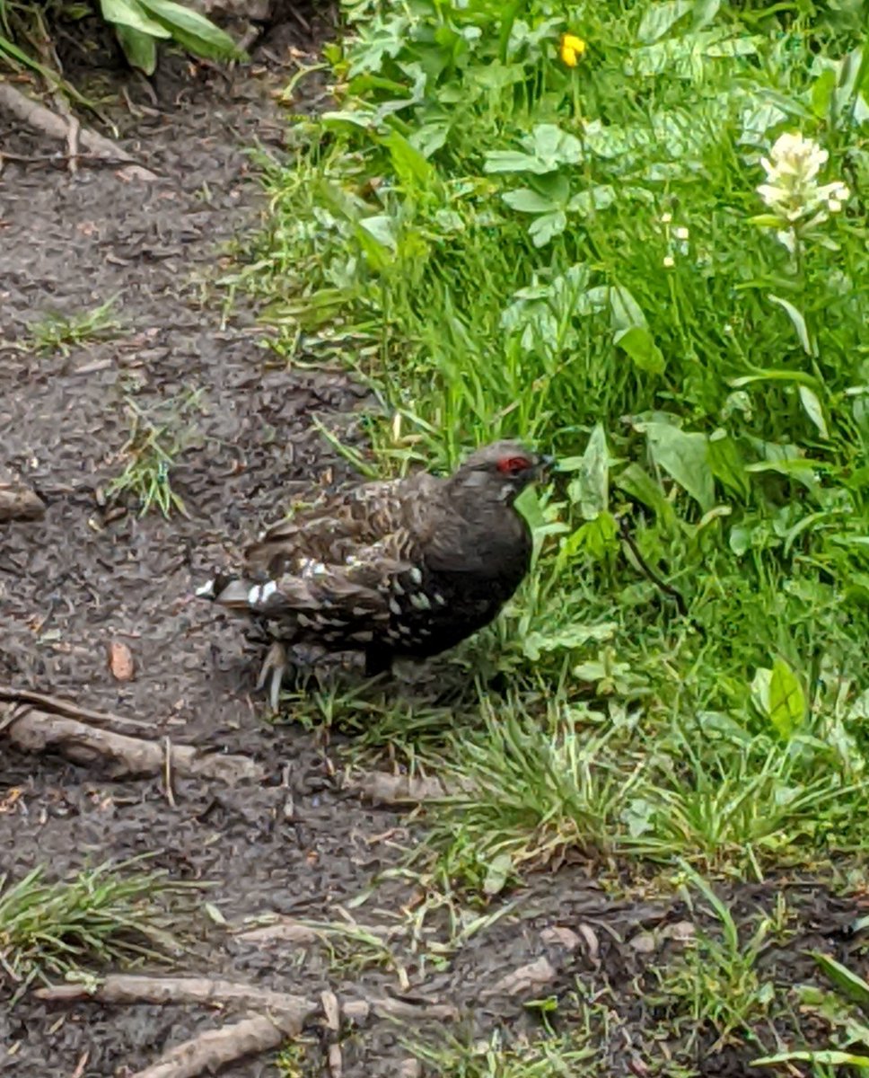 Today's hike was a failure. I got lost twice, once climbing a steep trail until I hit a rock face, then once down to the bottom of a valley- so I had to go up hill both ways to get out. Never made it where I was going. I did see a spruce grouse though, so win? #MentalHealthHikes