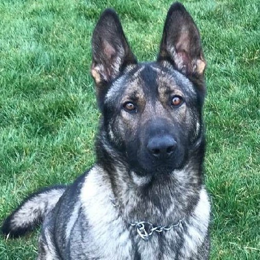 Tacoma Police Department tweet media