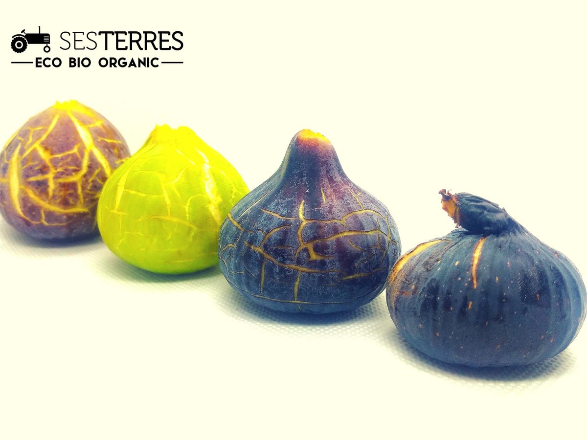 SesTerres's tweet photo. Temporada de figues! #burdissot #paratjal #martinenca #colldedama #bacora #llimonenca #delasenyora #tendral i així fins a l'infinit. En voleu?😋 #eco #bio #organic #Agroecologia #mallorca #higos https://t.co/okwWx1tiy8
