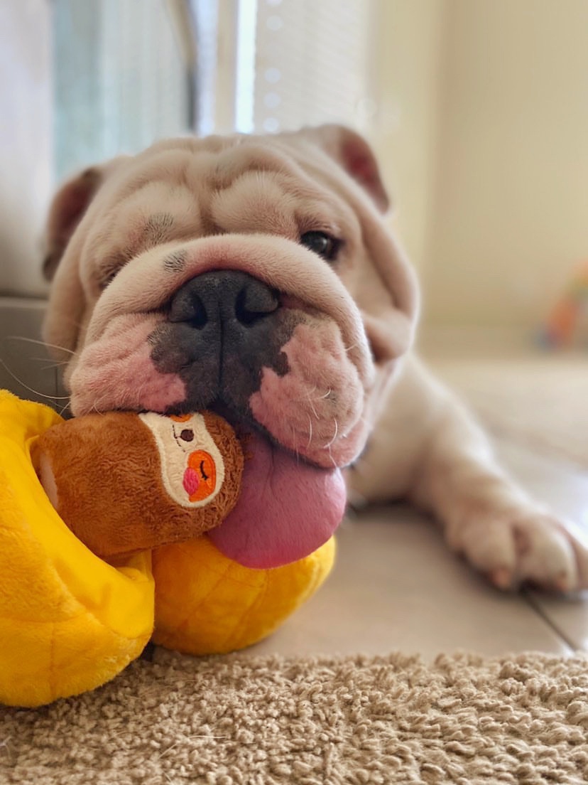 HugSmartPet tweet picture