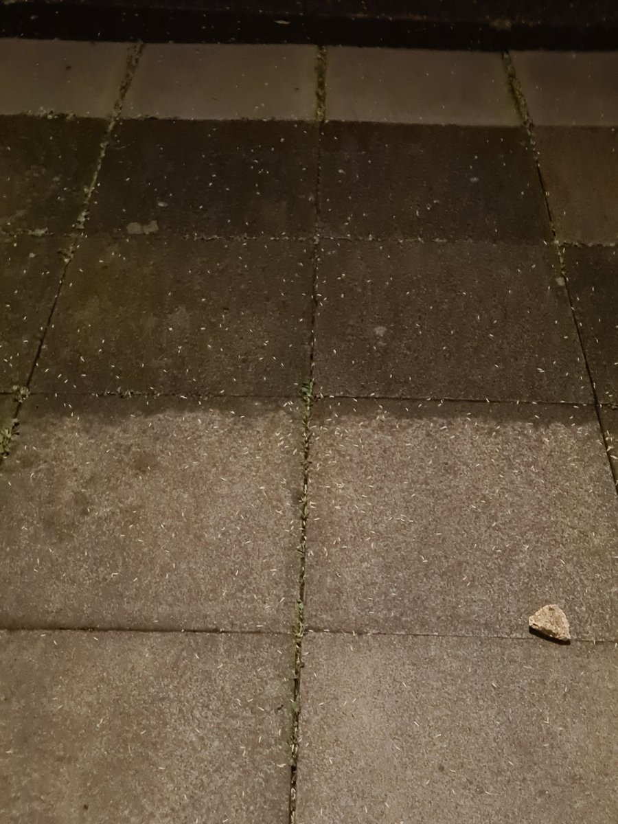 Kellyh486's tweet photo. @HarlowCouncil this is what is happening since bins have been moved outside the paths are crawling with maggots. Literally crawling! https://t.co/JaZfENz2cz