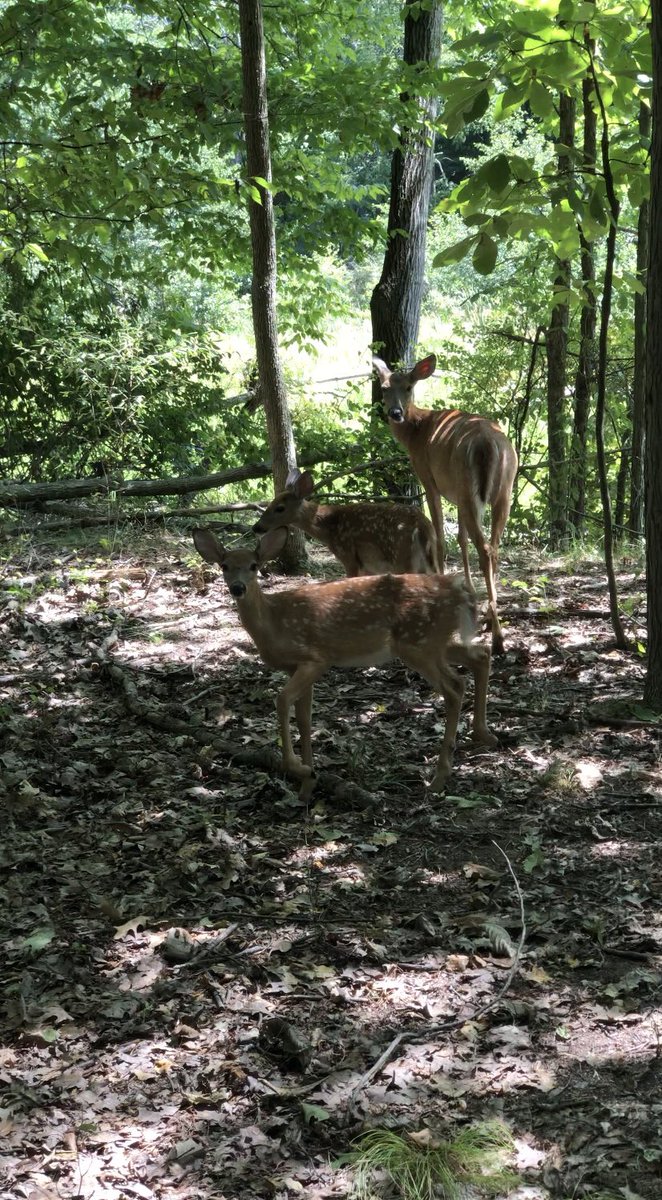 MondayHaiku's tweet photo. Socially distanced
Unexpected encounter
A doe and her fawns

#haiku #nature https://t.co/bsNUjPVIBa
