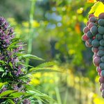 Image for the Tweet beginning: 5 undeniably grape-flavored #cannabis #strains