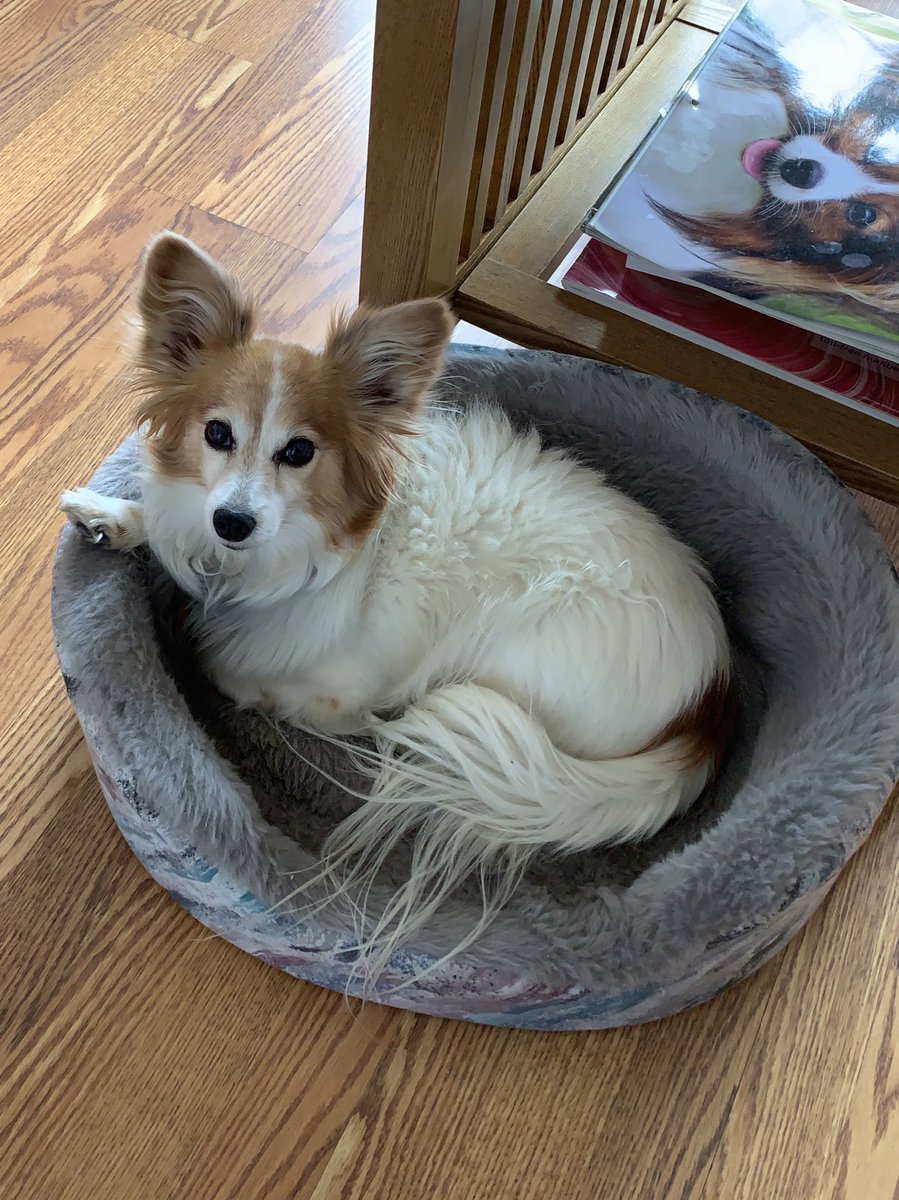 cjlungvp's tweet photo. A day late, but Tallahassee is hanging out for the on-demand sessions I couldn’t view live. #ASAE20 #PetsofASAE20. https://t.co/NztBrcbrQN