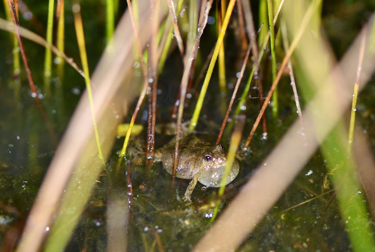 I see you. Tiny male Sloane’s froglet calling for a mate at one of my regular monitoring sites around Thurgoona. These winter-breeding frogs favour shallow wetlands with lots of ‘skinny’ veg like common spikerush #LongTermMonitoring #SavingOurSpecies #FrogConservation #WildOz