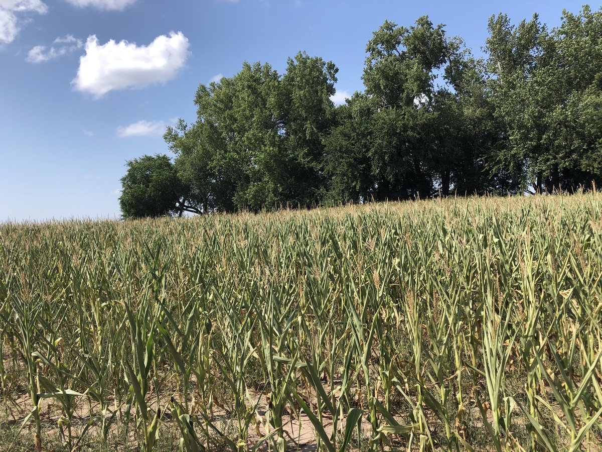 Thought we could pull off a good dry land crop. August begs to differ