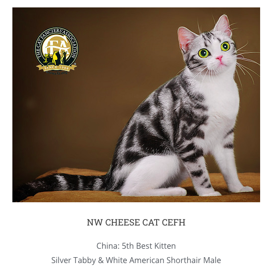 CHEESE CAT CEPH O_O