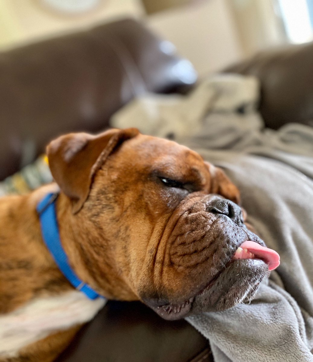 orionwealthtech's tweet photo. Donβt worry! Friday is almost here #PetsofOrion https://t.co/yoNBHVhTMK