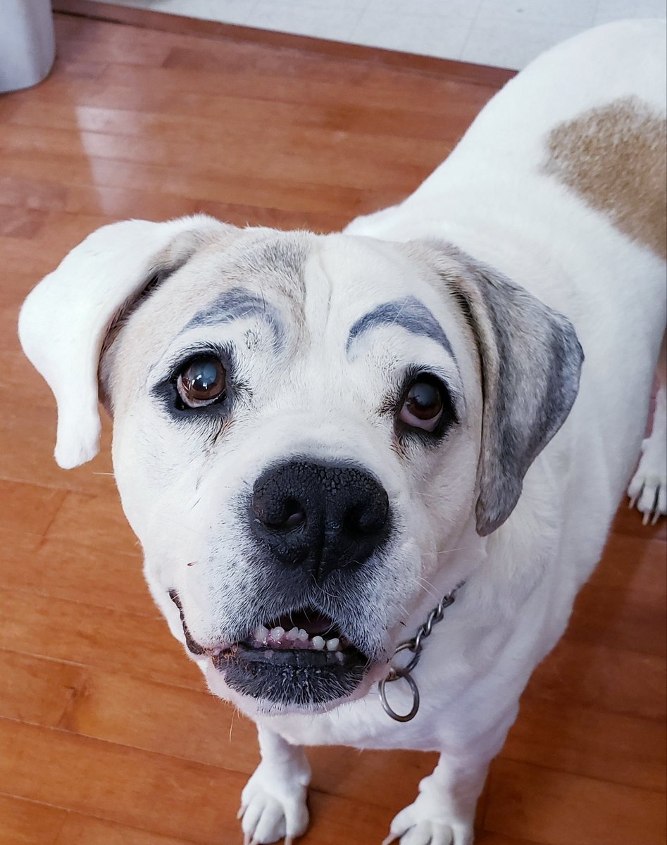 Suzen1113's tweet photo. @jamessmurray 
Our dog's eyebrows are on fleek just like yours😁 https://t.co/QlceEa8mlk