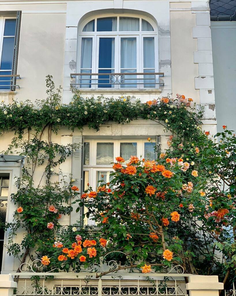 FallingOffBikes's tweet image. // Summer roses 🧡🧡 Tonight while I was preparing dinner I caught a whiff of gardenias, and all I could think about thereafter was Hawaii. 🏝 I also looked at train tickets today for multiple locations. I have been bitten by the travel bug again... hel… instagr.am/p/CD192R0A57o/