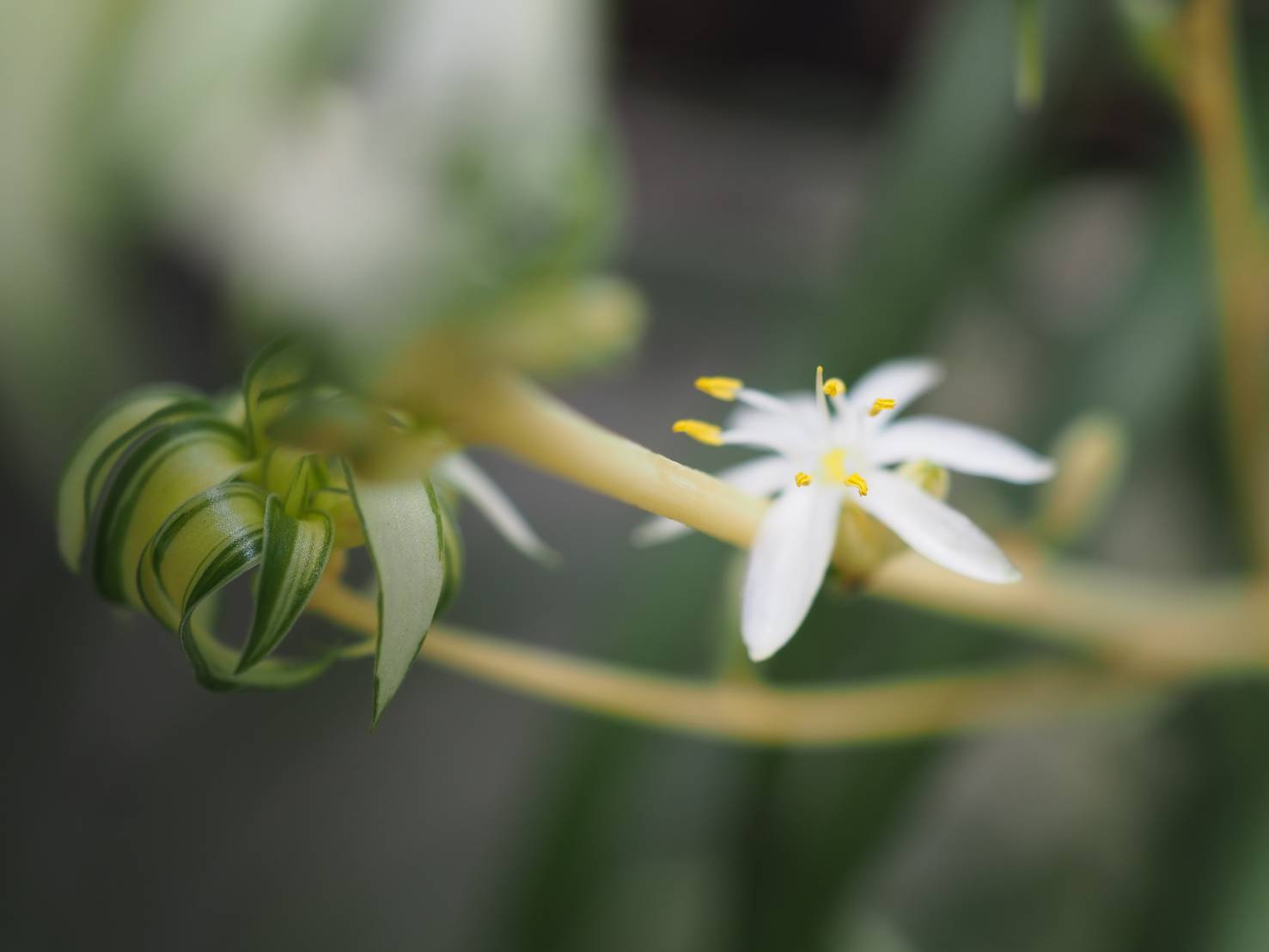 花凛𓂃 𓈒𓏸 ꕤ 花写真 オリズルラン 花言葉 集う祝福 Tlを花でいっぱいにしよう 𖤣𖥧𖥣 𖤣𖥧𖥣 T Co Ndjjftarft Twitter