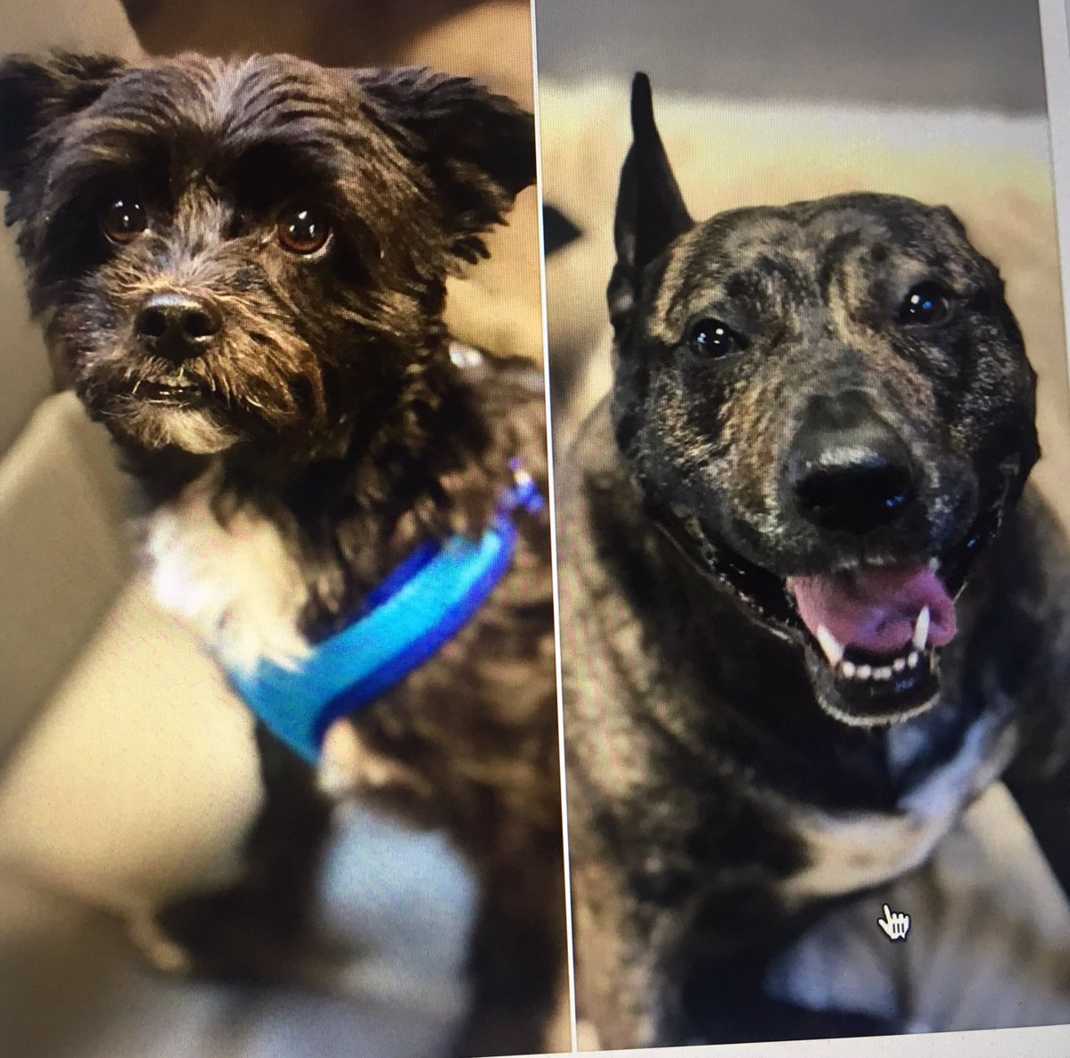 AnimalOutfitter's tweet photo. Welcome back Greta and China -- we missed you!  With lots of love from your Animal Outfitters' family!  #AO500 #500Seneca #Buffalo #dogdaycare #doggydaycare #buffalodogs #dogsofbuffalo #716dogs https://t.co/Wdq6u7evE9