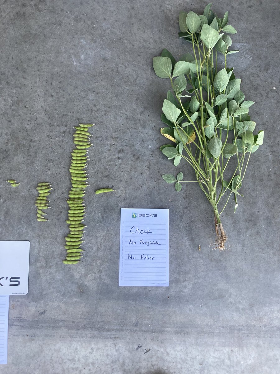 TietjeRex's tweet photo. Beck’s 3082FP soybeans showing good response to foliar and fungicide. Trivapro @ 13.7oz/ac and Andersons’ Next Level II @ 3qt/ac applied at R3 growth stage. Soybeans planted at 130k on May 9th. @BecksHybrids @BecksAgOH https://t.co/RBNiQQhIHI