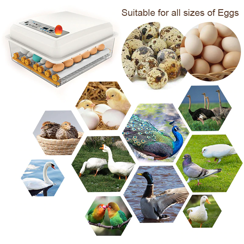 egg incubator, which is compatible with all these sizes of eggs