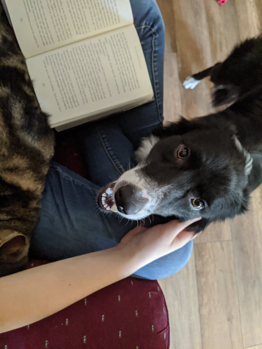 hlburkewriter's tweet photo. Gideon wants to know what you're reading #booksandpets #doggo https://t.co/ZfJvNSGTsI