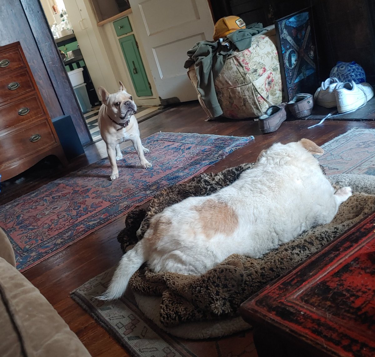 KaHealy's tweet photo. The peaceful...and the defiant.
#QuarantineDogs https://t.co/rpMgTFZTQt