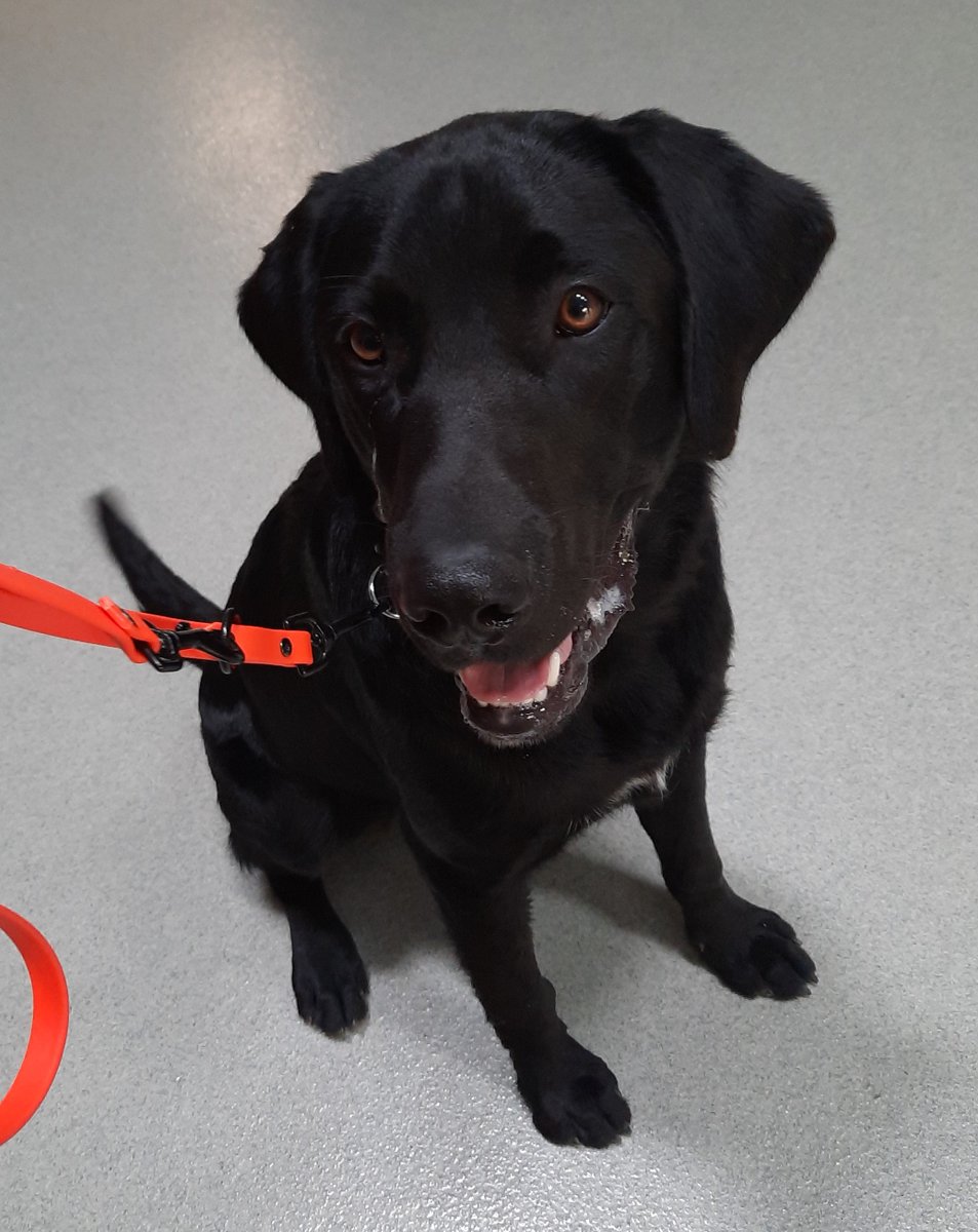 golden gate labrador retriever rescue