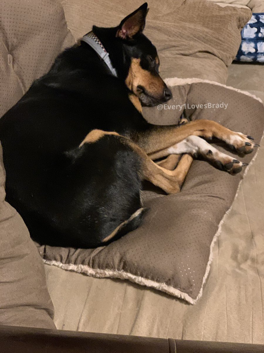 Every1LuvsBrady's tweet photo. We don’t always sleep on our dog beds. However, when our human puts them on the couch so she can sweep, the beds becoming more appealing 🐾❤️
#MrT #Every1LovesBrady #dogs #dogsofinstagram #rescuedog #adoptdontshop #twinpins #cutedog #dogears #sleepydog #MrTPup #dogbed #dogbedfail https://t.co/ZYwbQnS7ie