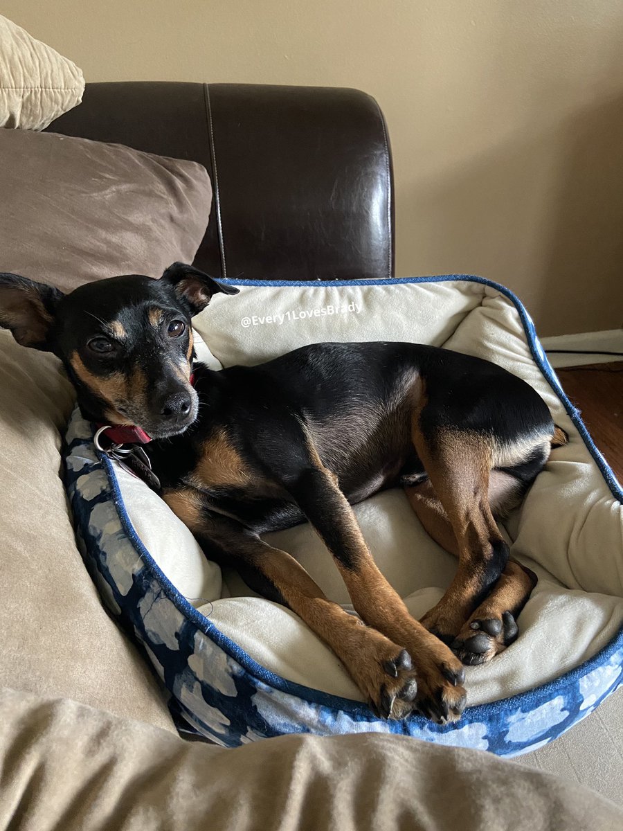 Every1LuvsBrady's tweet photo. We don’t always sleep on our dog beds. However, when our human puts them on the couch so she can sweep, the beds becoming more appealing 🐾❤️
#MrT #Every1LovesBrady #dogs #dogsofinstagram #rescuedog #adoptdontshop #twinpins #cutedog #dogears #sleepydog #MrTPup #dogbed #dogbedfail https://t.co/ZYwbQnS7ie