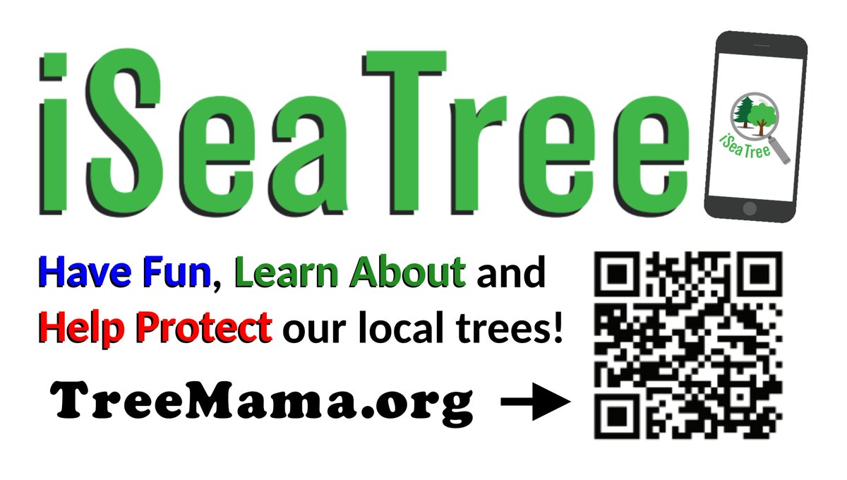 TreeMamaSEA's tweet image. Hey - we need your help then! Will you take part in our community effort to document and protect trees? I have a free mobile app - just for doing that - and you can make a personal tree map! We can&apos;t save what we don&apos;t know is there! #MakingTreesCount. tinyurl.com/y47z4dyy